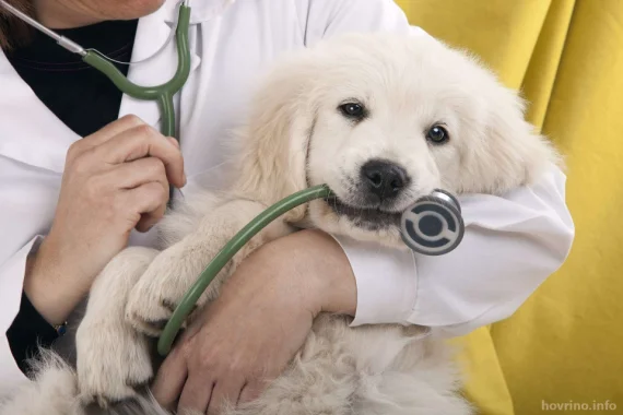 Акция! Скидка на ежегодную вакцинацию для собак